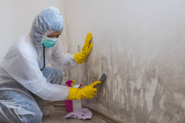 Best Industrial Mold Remediation  in Bedford, IA