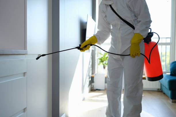 Best Black Mold Removal  in Bedford, IA