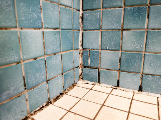 Best Air Quality Testing for Mold Spores  in Bedford, IA