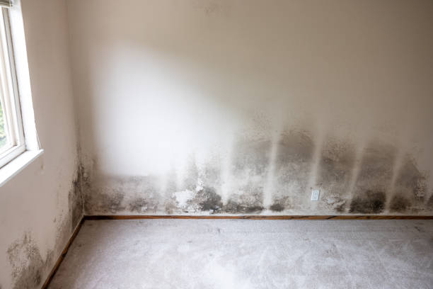 Best Commercial Mold Inspection  in Bedford, IA